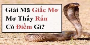 Các điềm báo chi tiết khi nằm mơ thấy rắn được giải mã đến hội viên